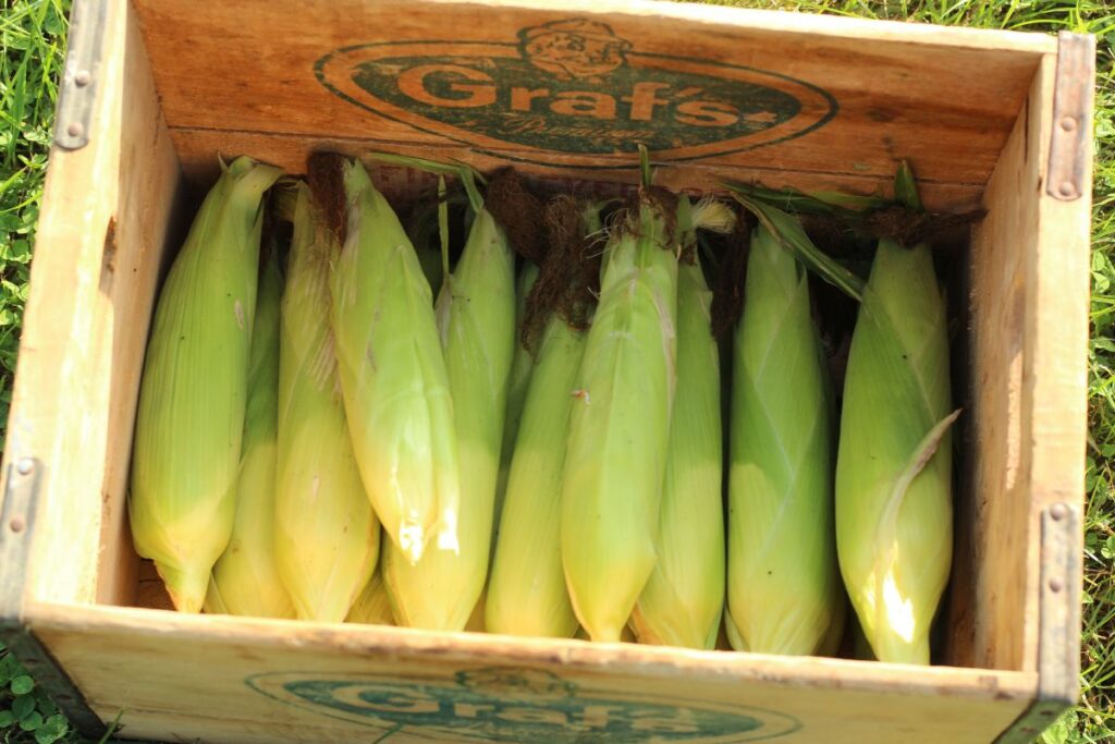 freshly picked ears of sweet corn in a wooden crate