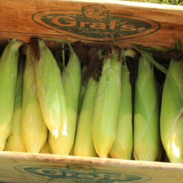 freshly picked ears of sweet corn in a wooden crate